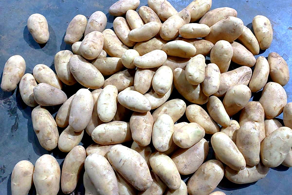 Potatoes at our store